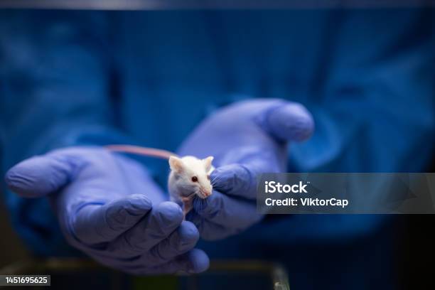 Scientist Holding A Lab Mouse Evaluating Her Condition Stock Photo - Download Image Now