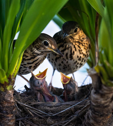 Song thrush (Turdus philomelos) parents feeding their hungry baby birds in the nest.