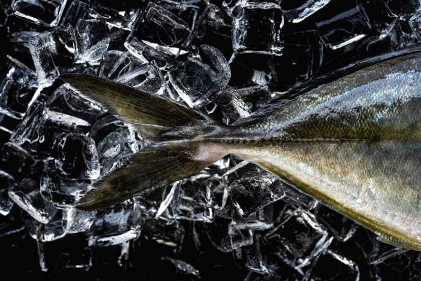 white trevally fish tail fin close up on ice stock photo