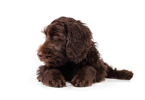 Isolated labradoodle puppy lying and looking to side.