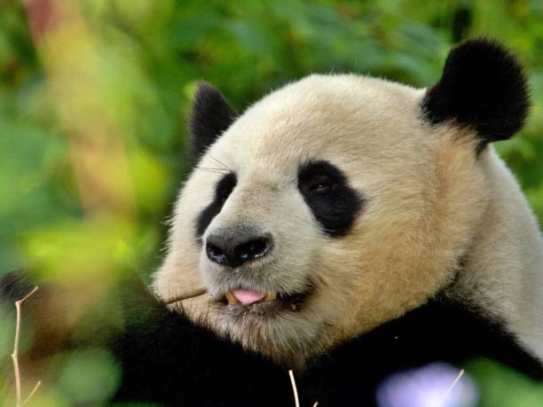 istock Close-Up Of A Panda 1451698300