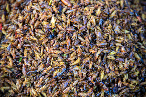 Fried Insects Bugs Street Food Fried bugs and insects are a common street food snack in Thailand and Cambodia. fried insects for snack thai food at market stock pictures, royalty-free photos & images