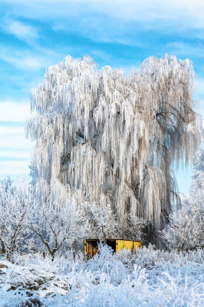 Winter Landscape in Harbin,China