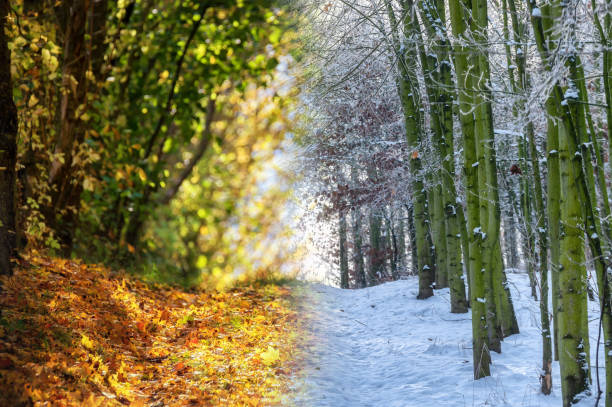 istock Change between autumn and winter illustrated by the changes in a forest 1451699661
