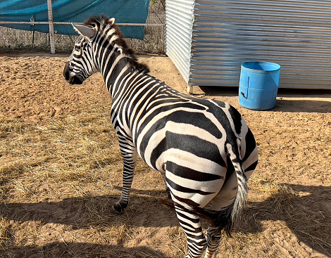 Black and white irregular markings on a zebra