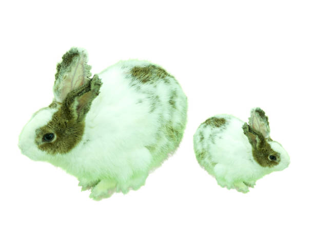 istock Two white and green rabbits (big and small) are cute and fluffy in a resting position. 1451705060