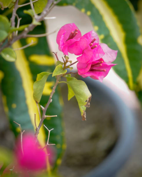 istock A Beautiful Pink flower 1451707078