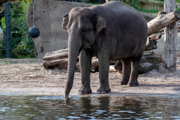 istock Elephant Drinking Water At Amsterdam The Netherlands 1451707575