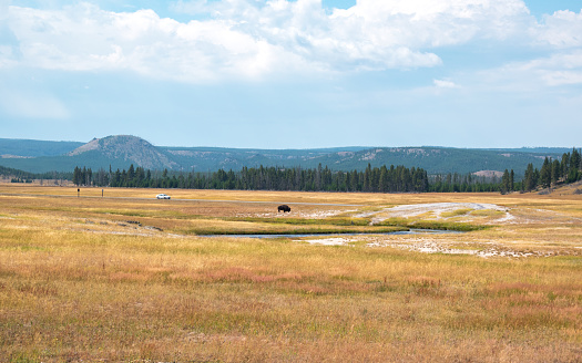 Panoramic view of Yellowstone National Park, with a solitaire bison beside a river. Yellowstone National Park, Wyoming, USA