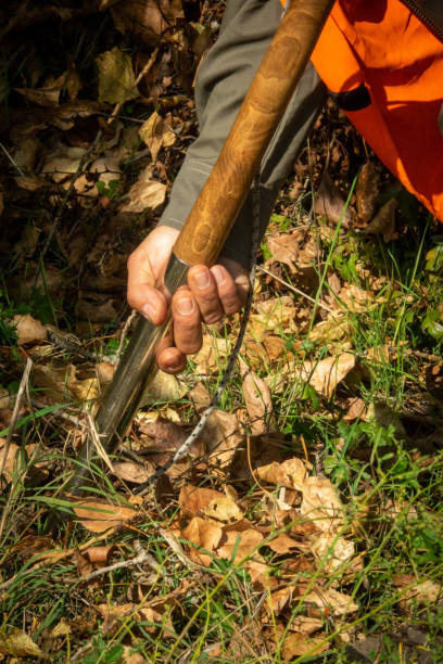 istock Truffle hunter digging the ground in the woods 1451711219