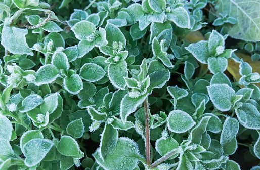 Frost on green plants. Greenery on the ground is covered with morning frost.