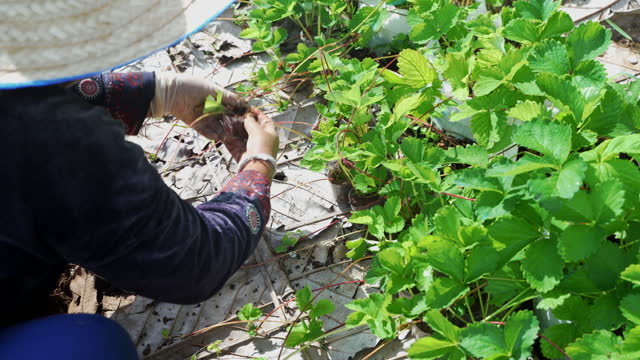 Close Up Native tribe farmer’s hand harvesting strawberries at the morning in strawberries farm agriculture.