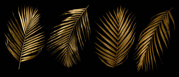 istock Tropical leaves gold and black, can be used as background(palm,coconut) 1451716122