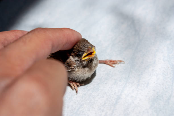 istock touching the injured bird (sparrow) 1451716260