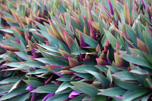 istock purple decorate bush in garden 1451717455