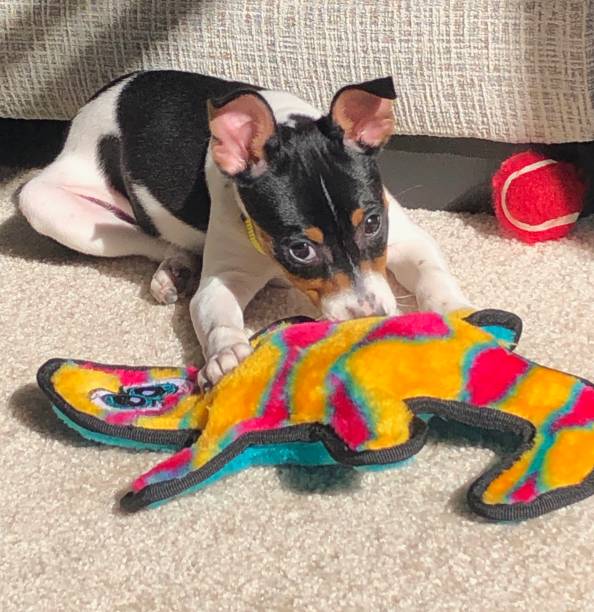 istock Rat terrier puppy and plush chew toy 1451720081