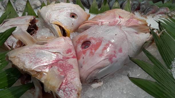 istock a snapper head placed on ice in a supermarket 1451720386