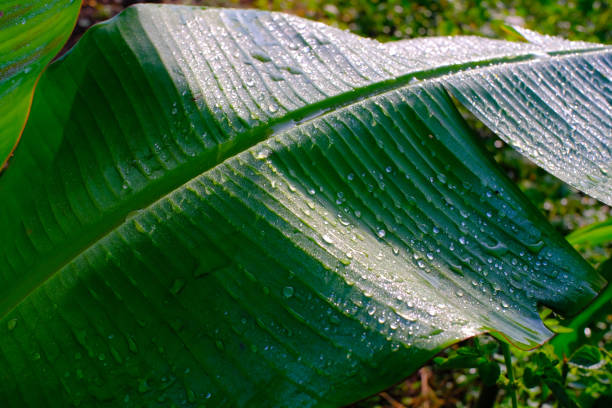 istock The surface of banana leaves affected by dew drops 1451720820