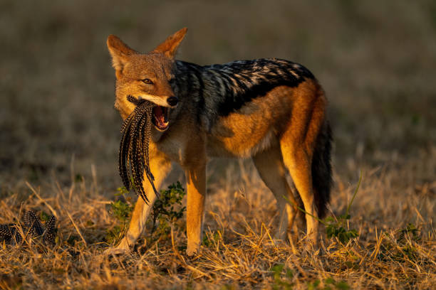 istock Black-backed jackal stands chewing helmeted guineafowl feathers 1451721324