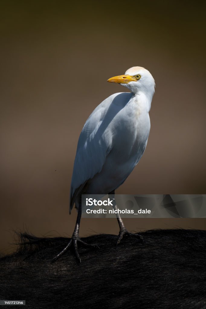 Cattle egret on shoulder of Cape buffalo Cattle Egret Stock Photo