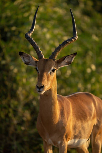 istock Close-up of male common impala regarding camera 1451721466