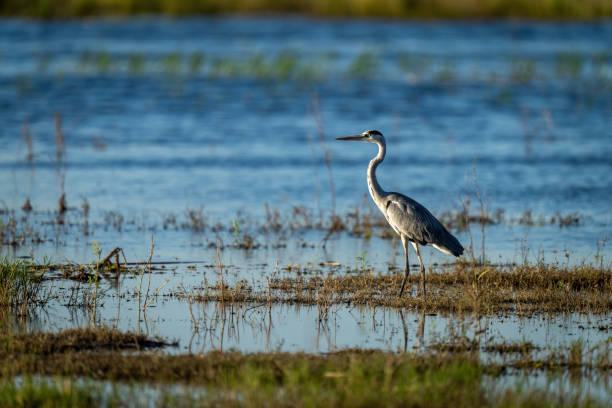 istock Grey heron stands in profile in shallows 1451721610