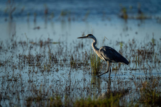 istock Grey heron wades through grass in shallows 1451721613