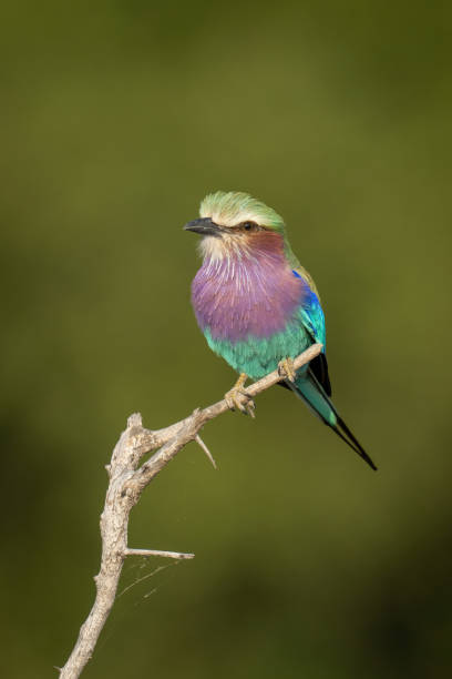 istock Lilac-breasted roller eyes camera on dead branch 1451721692