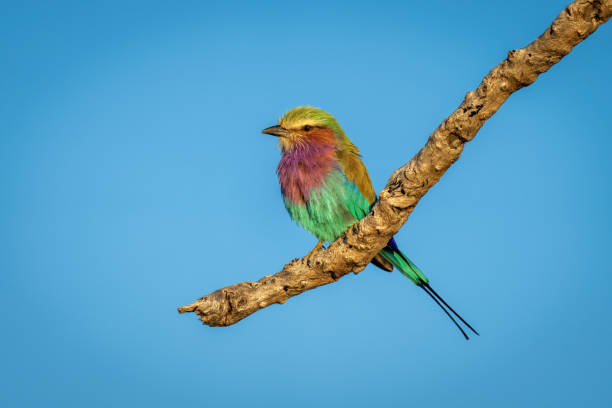 istock Lilac-breasted roller on branch in blue sky 1451722415