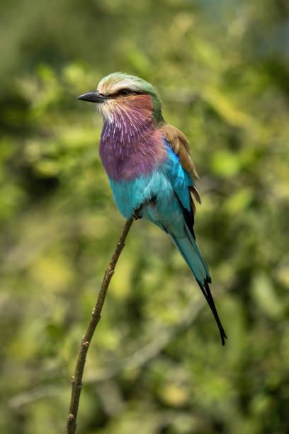 Lilac-breasted roller watches camera from thin branch Lilac-breasted roller watches camera from thin branch lilac breasted roller stock pictures, royalty-free photos & images