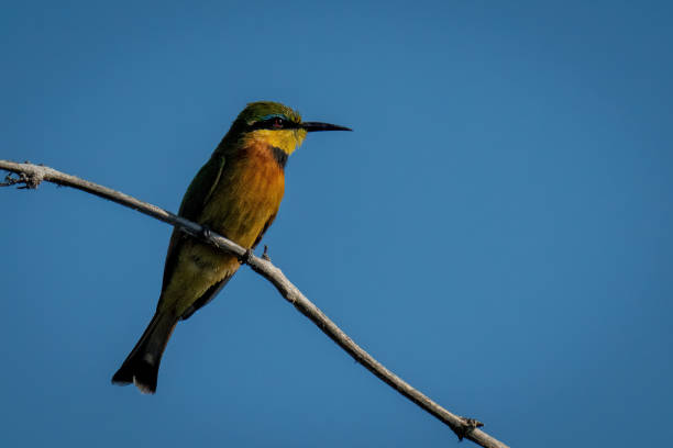 istock Little bee-eater faces right on dead branch 1451722615