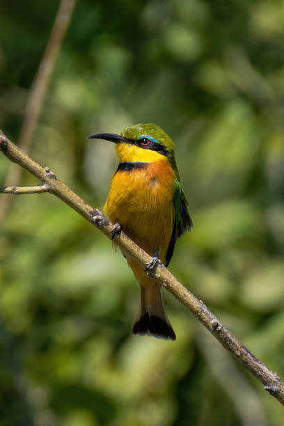 istock Little bee-eater on slanted branch facing left 1451723107