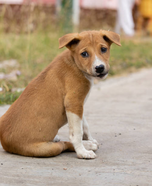 istock Roadside street puppy 1451723319