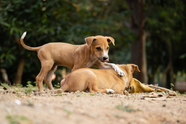 istock Roadside street puppies 1451723403