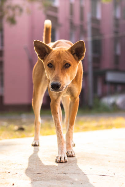 istock street dog looking 1451723409