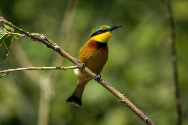 istock Little bee-eater on slanting branch with catchlight 1451723493