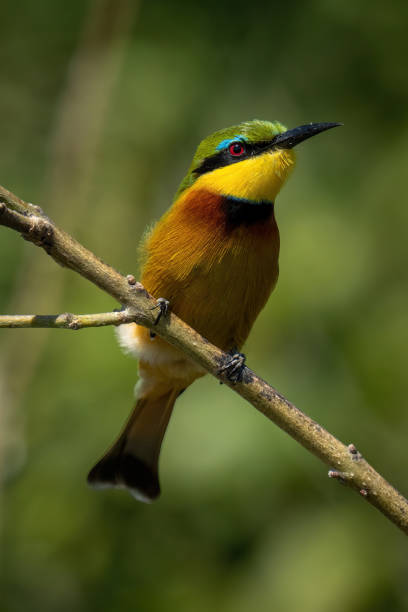 istock Little bee-eater with catchlight on slanting branch 1451723774