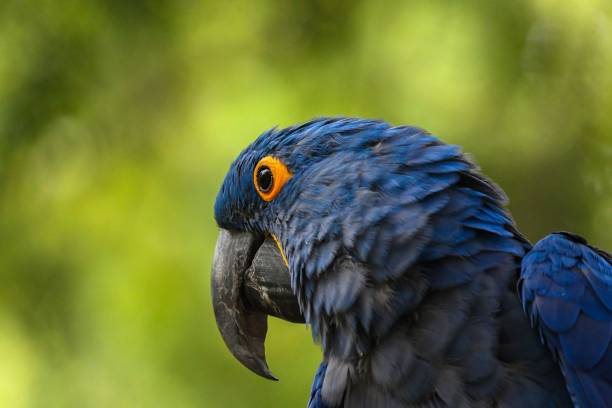 istock Head of hyacinth macaw (Anodorhynchus hyacinthinus) 1451724056