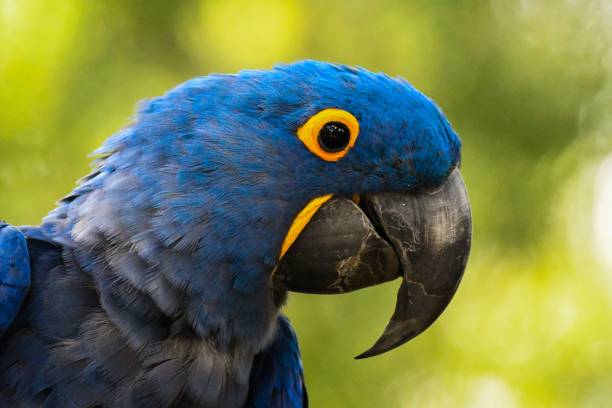 istock Head of hyacinth macaw (Anodorhynchus hyacinthinus) 1451724059