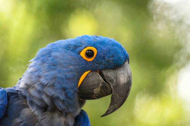 istock Head of hyacinth macaw (Anodorhynchus hyacinthinus) 1451724063