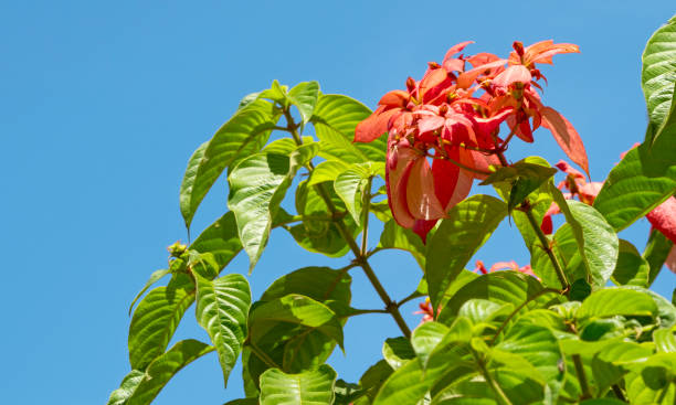 Blooming red flowers of Mussaenda erythrophylla or Ashanti blood in India stock photo