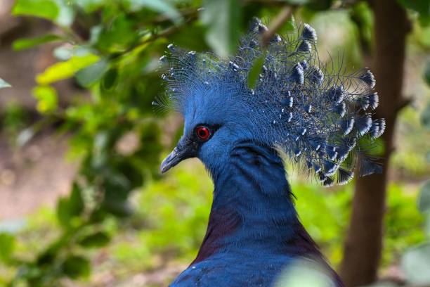 istock Selective focus shot of western crowned pigeon (Goura cristata) 1451728154