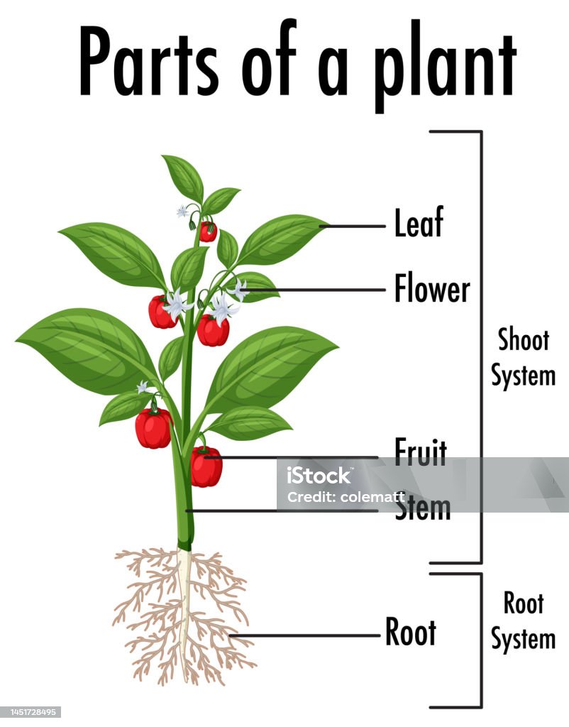 Diagram Showing Parts Of A Plant Stock Illustration Download Image diagram-showing-parts-of-a-plant-stock-illustration-download-image
