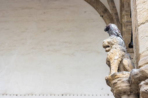 Feral Pigeon on Medici Lion at Loggia dei Lanzi at Florence in Tuscany, Italy. This sculpture is in a public space on on Piazza della Signoria.