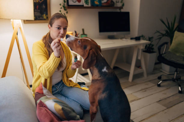 una hermosa mujer millennial le da a su perro tricolor aceite de cannabis que tiene un efecto terapéutico - oilcan fotografías e imágenes de stock