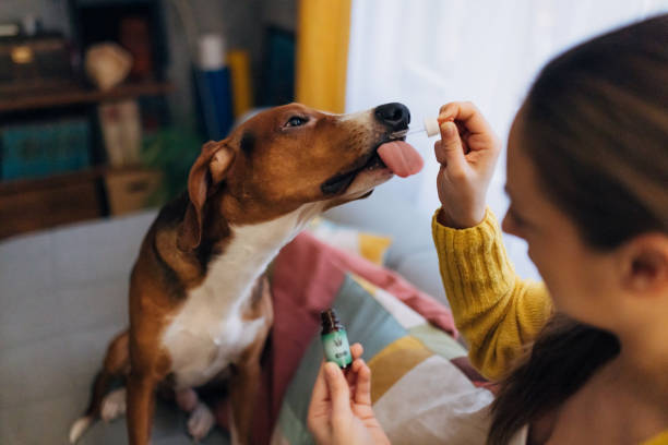 la dueña de un perro le da a su perro sabueso aceite de cannabis usando una pipeta - oilcan fotografías e imágenes de stock