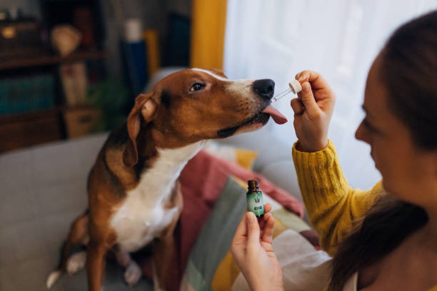 el dueño de un perro le da a su mascota aceite de cannabis usando una pipeta - oilcan fotografías e imágenes de stock