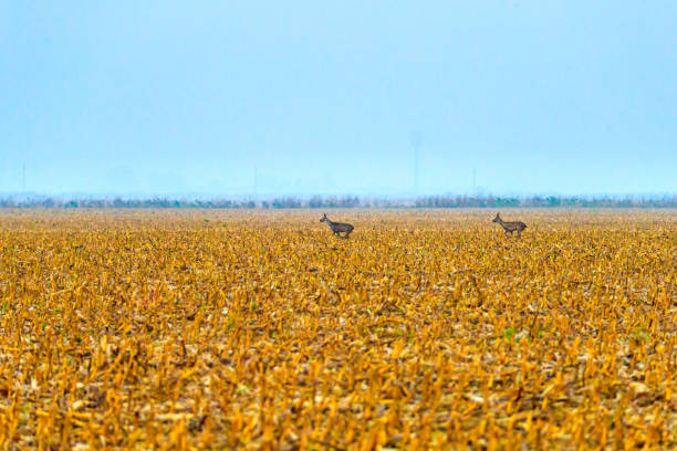 Two roe deer on the field stubble in winter, animal behavior