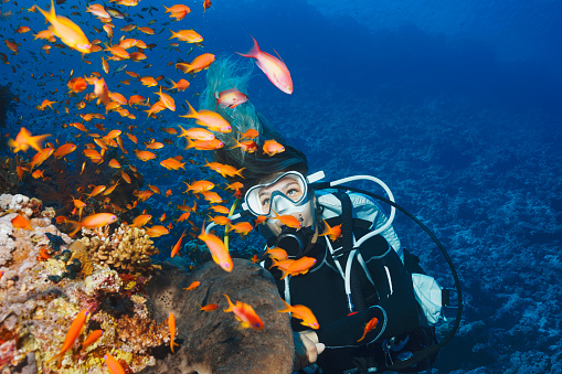 Scuba diving. Beautiful sea life. Underwater scene with young women, scuba diver, explore and enjoy at coral reef. School of red sea fish ( scalefin anthias ). Pseudanthias squamipinnis .