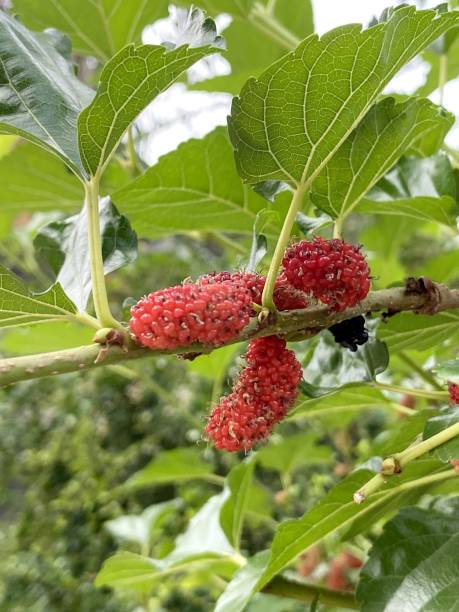 maulbeere im naturgarten - mulberry bush stock-fotos und bilder